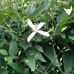 Meet your Posher, Mari